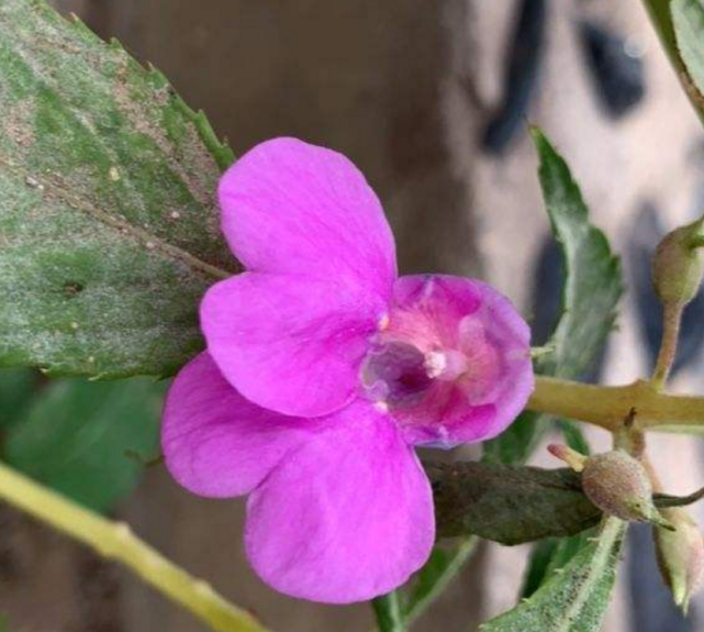 养凤仙花太省心 扔那就能长 新手养它无压力 凤仙花