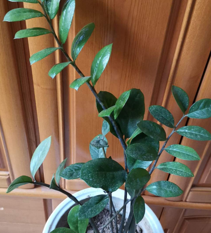 懒人绿植雪铁芋不爱喝水就爱吃肥喂饱蹭蹭长