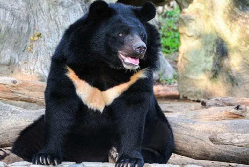 美国2020年度最胖熊大赛一只名叫747的熊夺冠