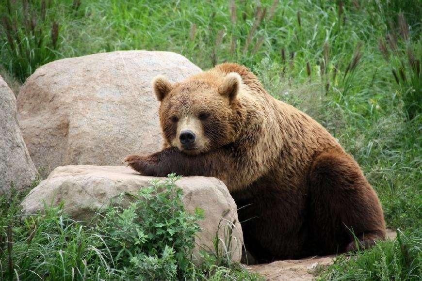 美国2020年度最胖熊大赛一只名叫747的熊夺冠