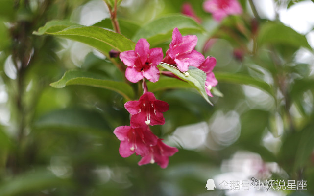 10月11日星座运势不再退让 势在必得的四大星座 星座 水瓶座 狮子座 白羊座 天蝎座 星座运势