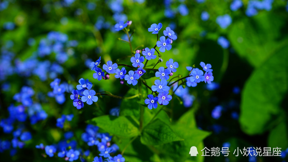 10月11日星座运势不再退让 势在必得的四大星座 腾讯新闻