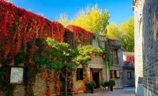 北京|红了！京城第一波红叶已上线！朝阳人家门口就能见！