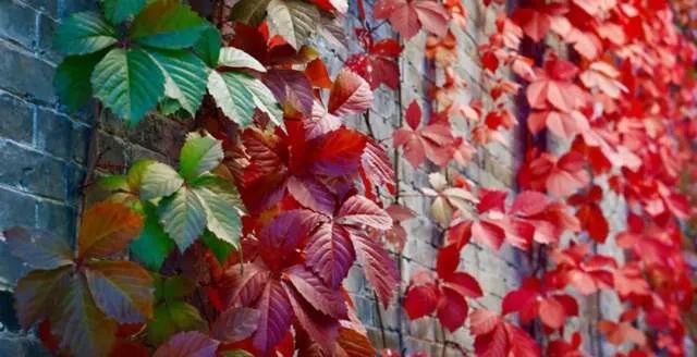 北京|红了！京城第一波红叶已上线！朝阳人家门口就能见！