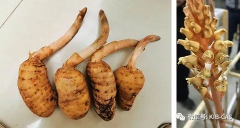 昆明植物研究所|昆明植物所在天麻活性物质研究中取得进展