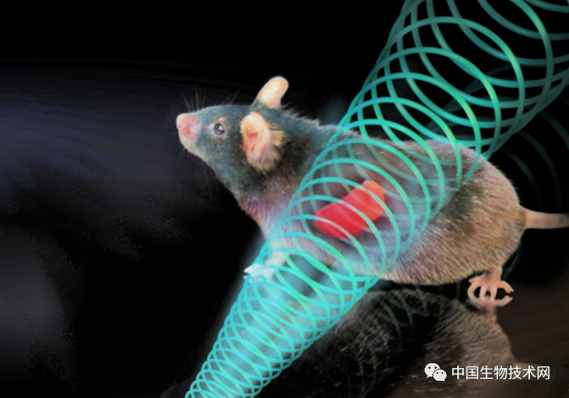 电磁场|意外发现！暴露于电磁场中可以治疗2型糖尿病！