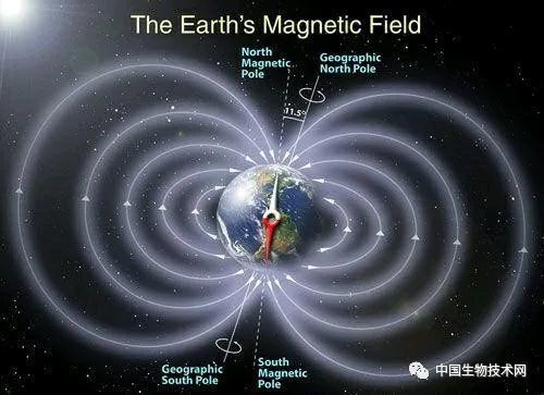 电磁场|意外发现！暴露于电磁场中可以治疗2型糖尿病！