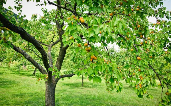 故事:杏树托梦包拯,状告果农杀生,果农喊冤,最终抓到砍树人