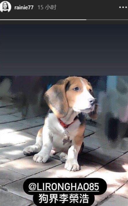 李荣浩|杨丞琳晒狗界李荣浩表思念，这些明星也有同款撞脸，最服周冬雨