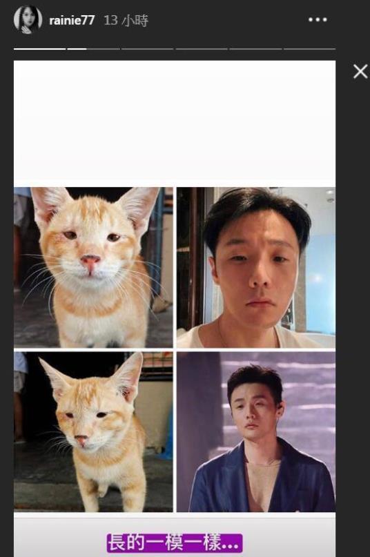 李荣浩|杨丞琳晒狗界李荣浩表思念，这些明星也有同款撞脸，最服周冬雨