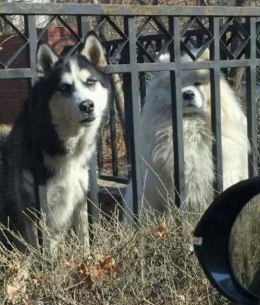 李荣浩|杨丞琳晒狗界李荣浩表思念，这些明星也有同款撞脸，最服周冬雨