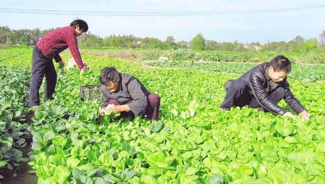 大白菜|大白菜卷芯不实影响效益！老农几条建议很实用，做好或将增值！