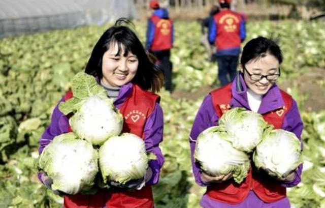 大白菜|大白菜卷芯不实影响效益！老农几条建议很实用，做好或将增值！