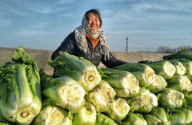 大白菜|大白菜卷芯不实影响效益！老农几条建议很实用，做好或将增值！