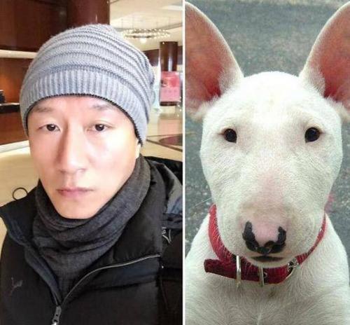 在《极限挑战》中有一期孙红雷牵的秋田犬撞脸黄渤,黄渤牵的牛头梗