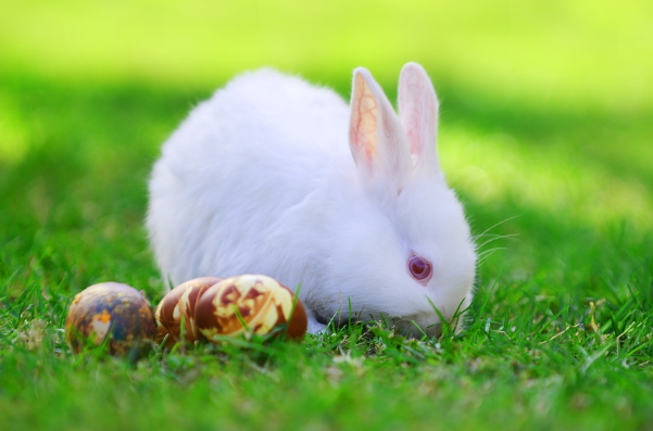 兔兔兔:11月得贵人指点"四喜临门",生活顺心如意不接不行