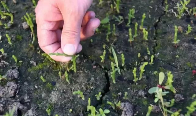 西洋海笋|种菜不用水，一棚年赚30万