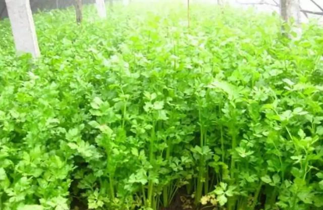 西洋海笋|种菜不用水，一棚年赚30万