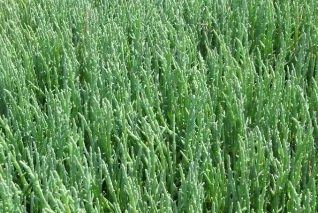 西洋海笋|种菜不用水，一棚年赚30万