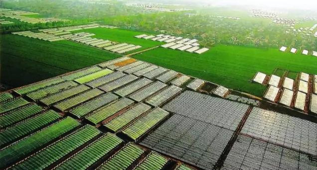 西洋海笋|种菜不用水，一棚年赚30万