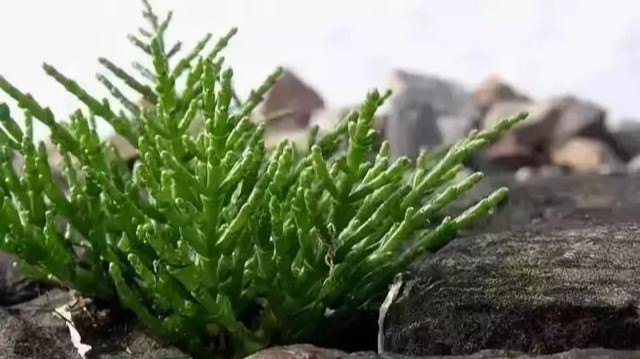 西洋海笋|种菜不用水，一棚年赚30万