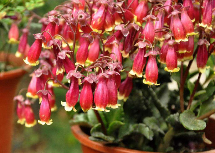 国庆后 这1种耐寒花养起来 现在花苞挂满枝 一开4个月 腾讯新闻