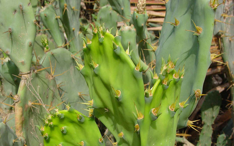 仙人掌|同样是血肉之躯，直接嚼全是刺的仙人掌，骆驼真的不痛吗？