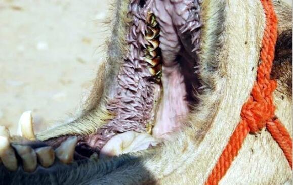 仙人掌|同样是血肉之躯，直接嚼全是刺的仙人掌，骆驼真的不痛吗？