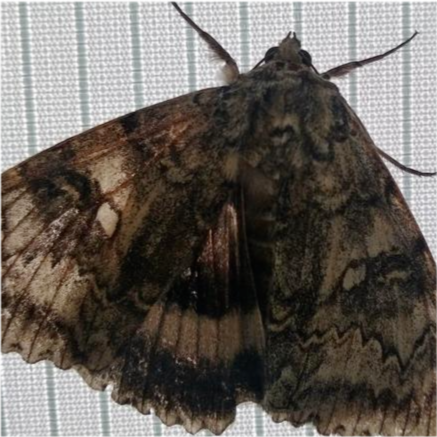 切尔诺贝利|切尔诺贝利发现鸟一般大的蛾子