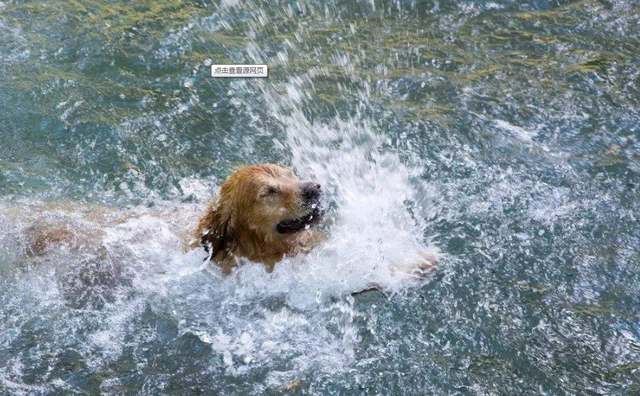 海边发现一只落水狗狗,男子正打算救它,靠近后瞬间吓