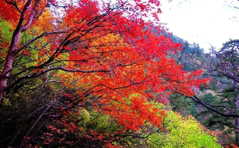 放心来 安心玩 如画般的华山美景 邀你一起体验心动的感觉 腾讯新闻