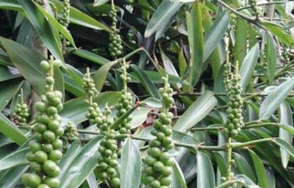 胃病|幽门螺杆菌很怕2物，小米和南瓜往后站，你若爱吃，胃病远离你