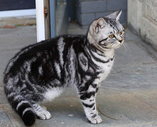 为啥母猫闹猫公猫不理