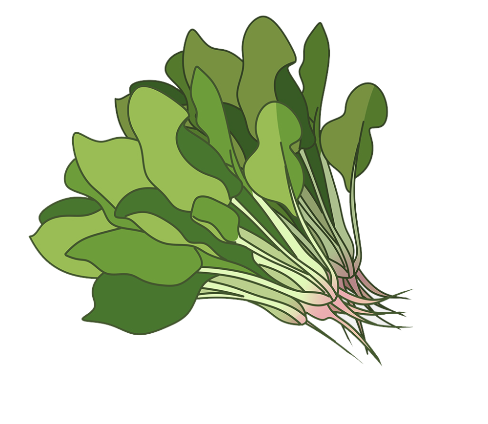 吃菠菜炖豆腐得结石深圳人需要知道的真相都在这里