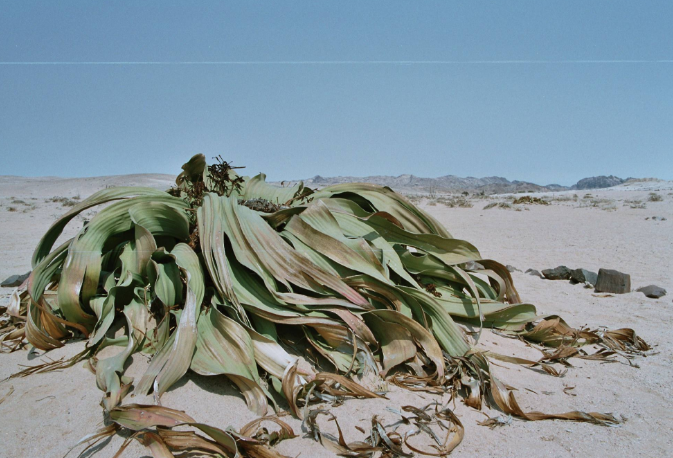 千岁兰|世界10大奇特的植物，第一生存力超强！寿命可达1500年