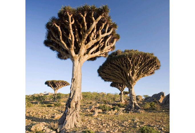 千岁兰|世界10大奇特的植物，第一生存力超强！寿命可达1500年