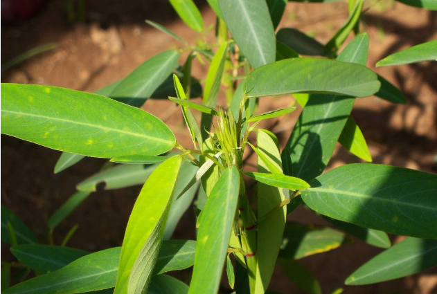 千岁兰|世界10大奇特的植物，第一生存力超强！寿命可达1500年