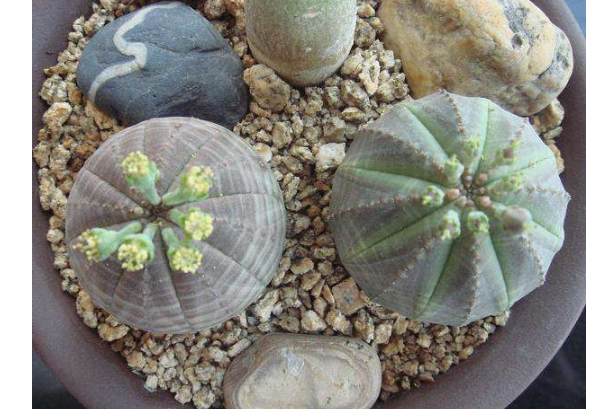 千岁兰|世界10大奇特的植物，第一生存力超强！寿命可达1500年