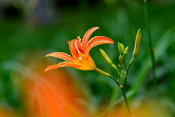 千岁兰|世界10大奇特的植物，第一生存力超强！寿命可达1500年