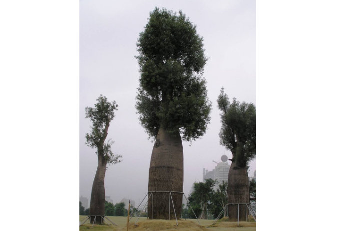 千岁兰|世界10大奇特的植物，第一生存力超强！寿命可达1500年