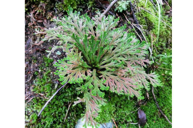 千岁兰|世界10大奇特的植物，第一生存力超强！寿命可达1500年