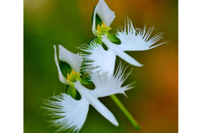 千岁兰|世界10大奇特的植物，第一生存力超强！寿命可达1500年