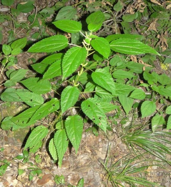 树那样痛苦但……也够你哭一会儿的了尤其是昆州的森林里荨麻的踪迹无