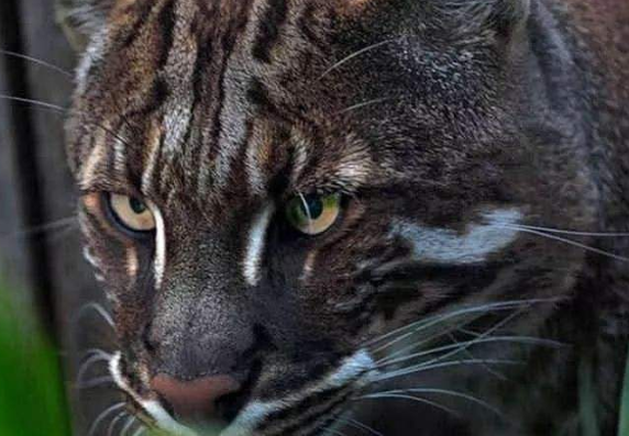 老一辈说"虎生三子,必有一彪",似虎非虎的彪,有何特殊之处?_腾讯新闻