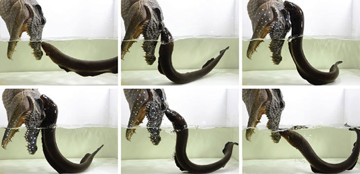 电鳗|电鳗能无限放电，并成为人类的“发电机”吗？