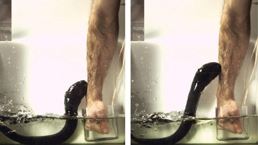 电鳗|电鳗能无限放电，并成为人类的“发电机”吗？