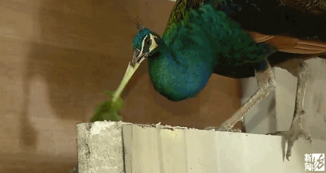 上海居民惊魂孔雀鳄鱼都到家里来了有人差点被咬坊记亲自去