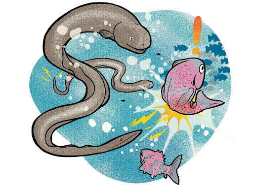 电鳗|电鳗能无限放电，并成为人类的“发电机”吗？