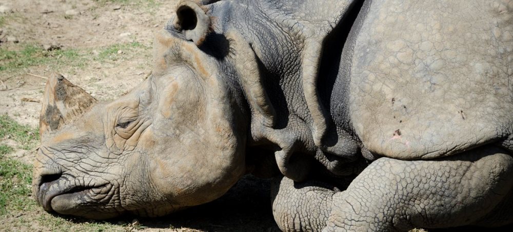 物种|过去50年，野生动物数量暴跌近70％，留给人类的时间真的不多了！