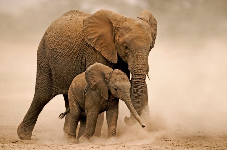 物种|过去50年，野生动物数量暴跌近70％，留给人类的时间真的不多了！